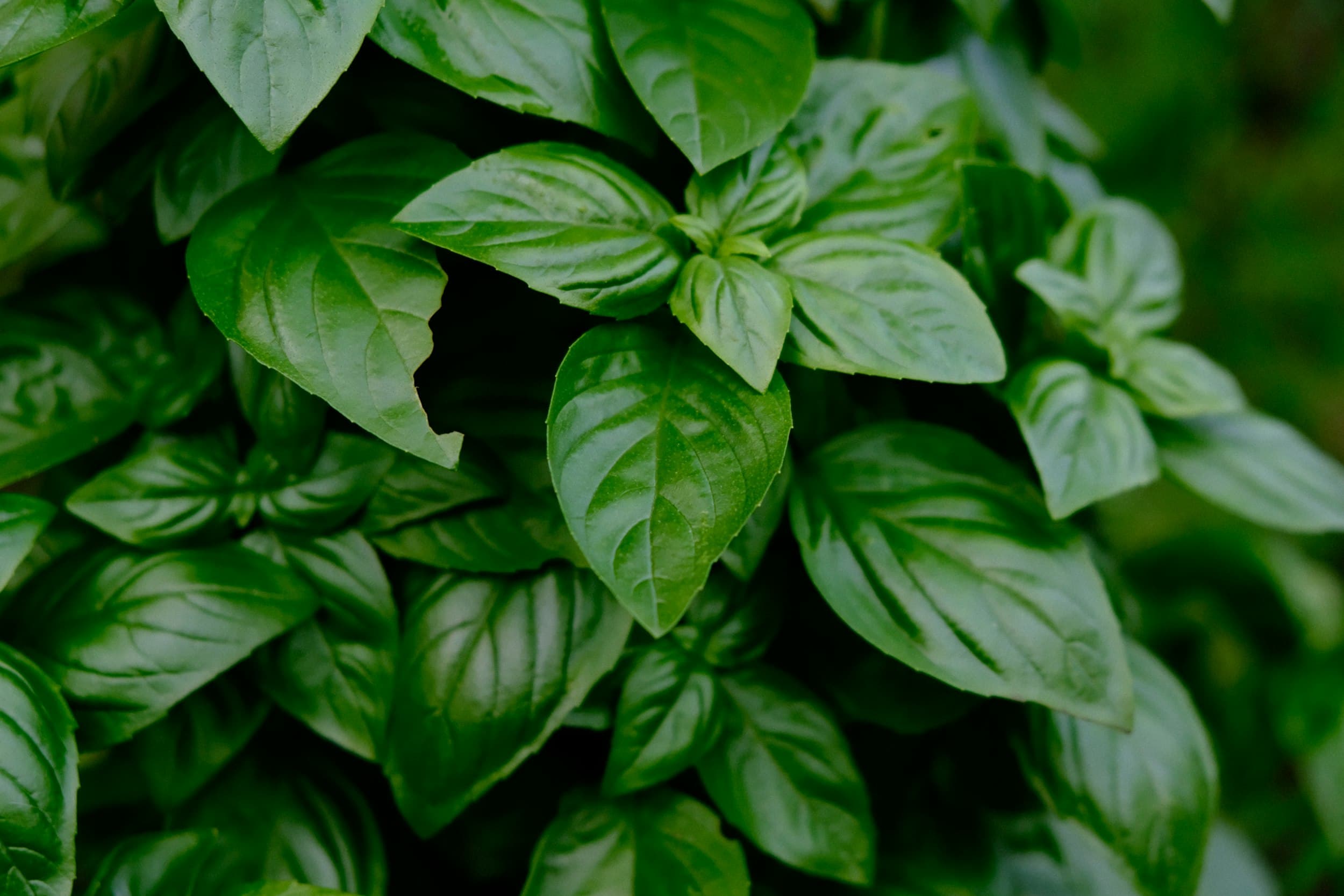 Fresh basil leaves growing densely in a garden bed