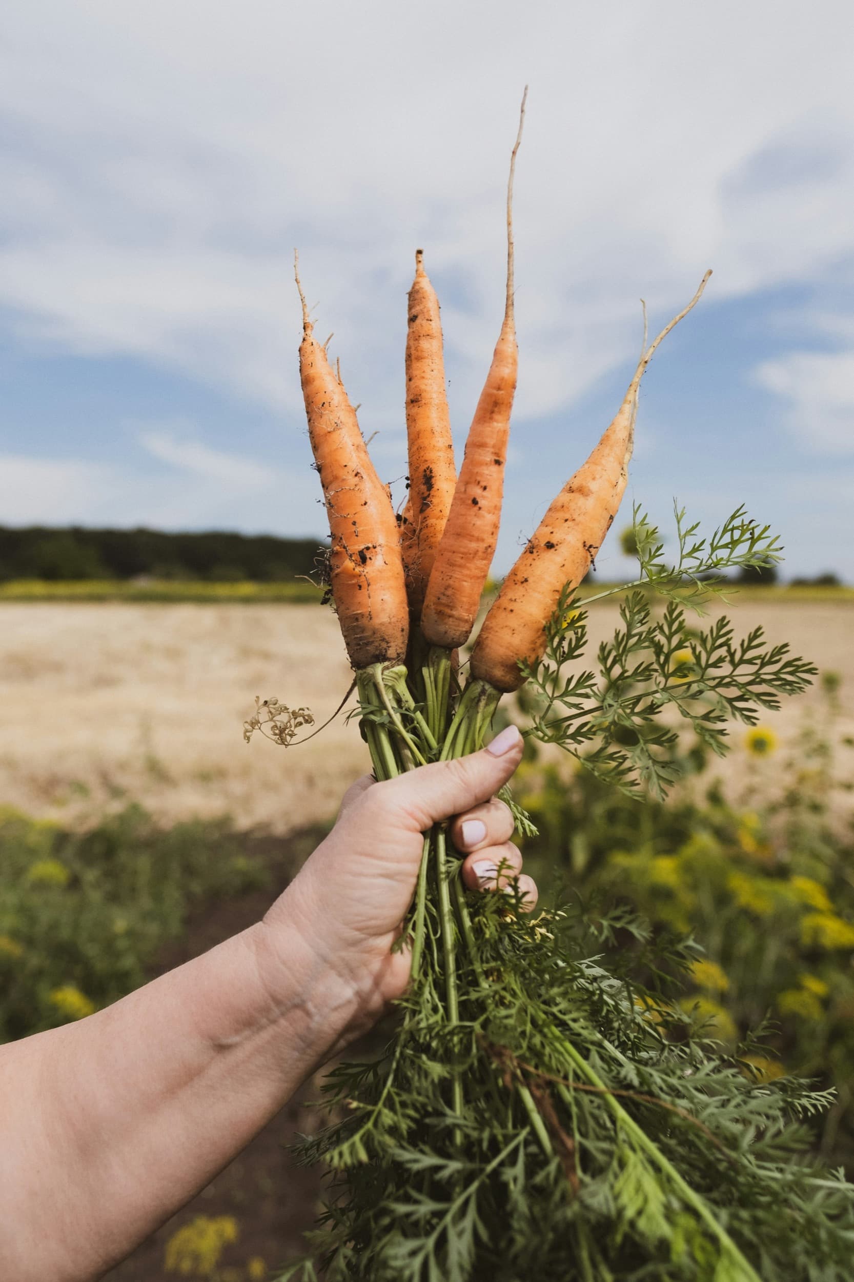 Freshly harvested carrots with soil still on the roots