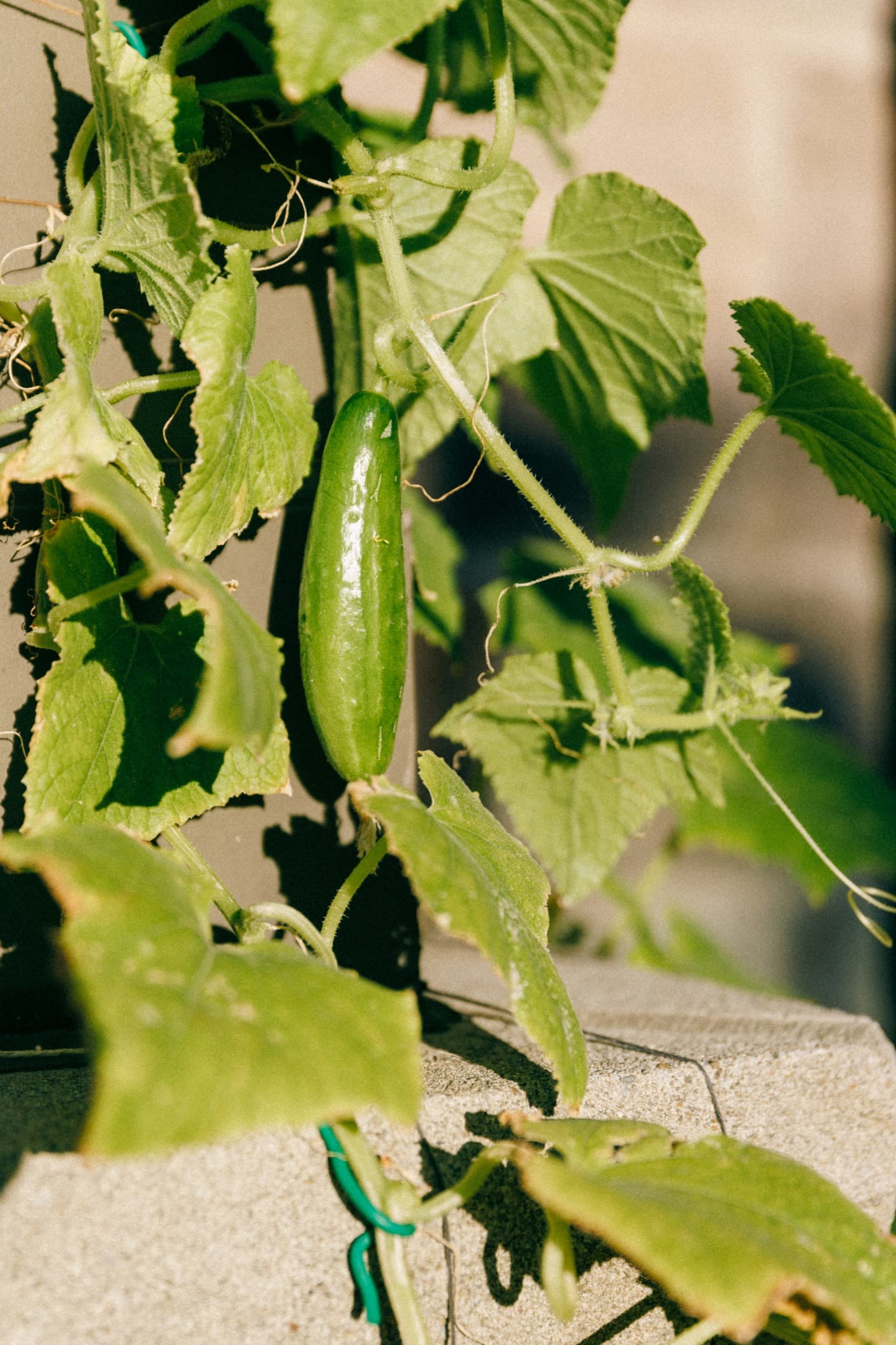Cucumber hanging on a vine supported by a trellis
