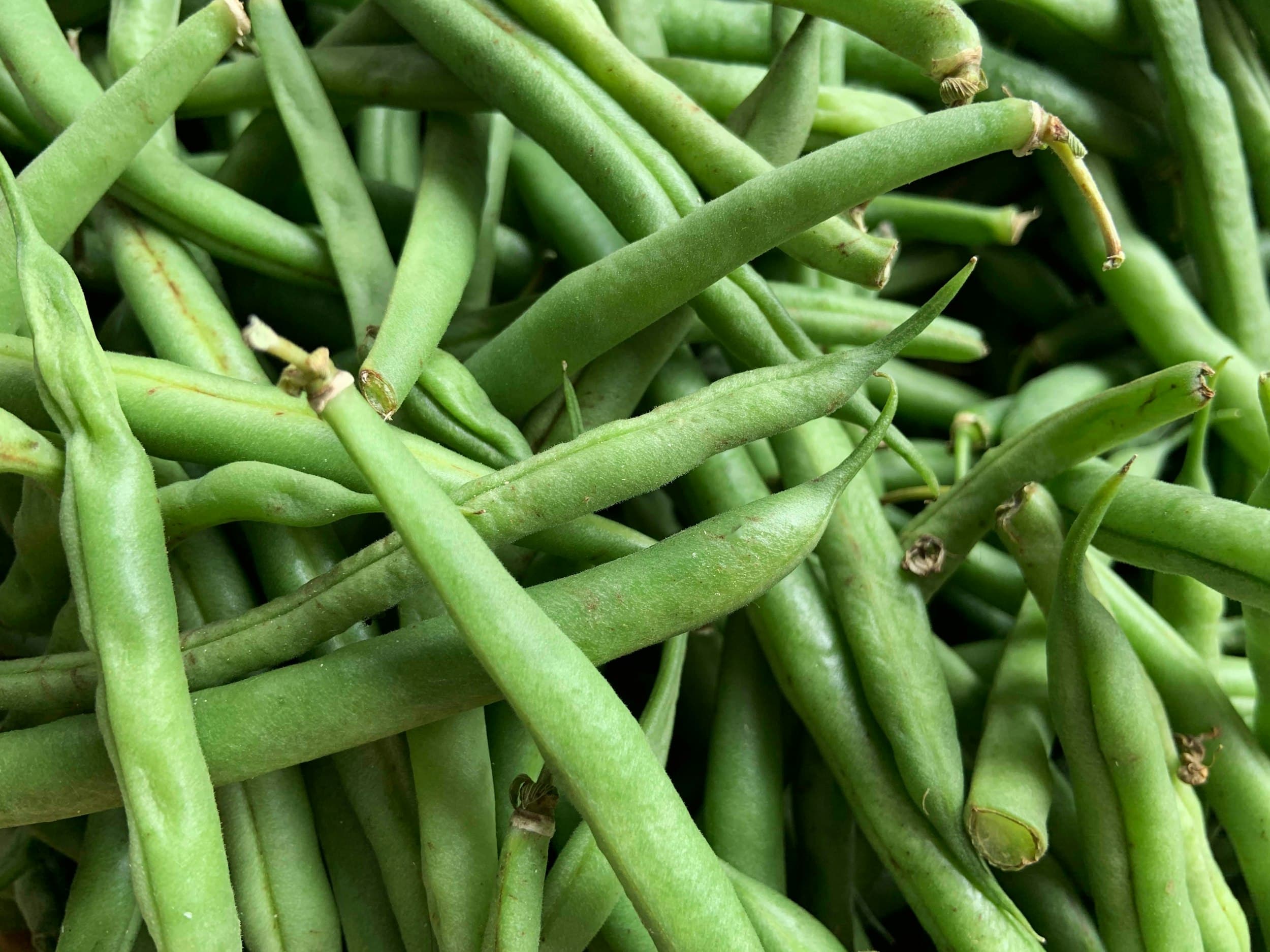 Green bean vines climbing a wooden trellis