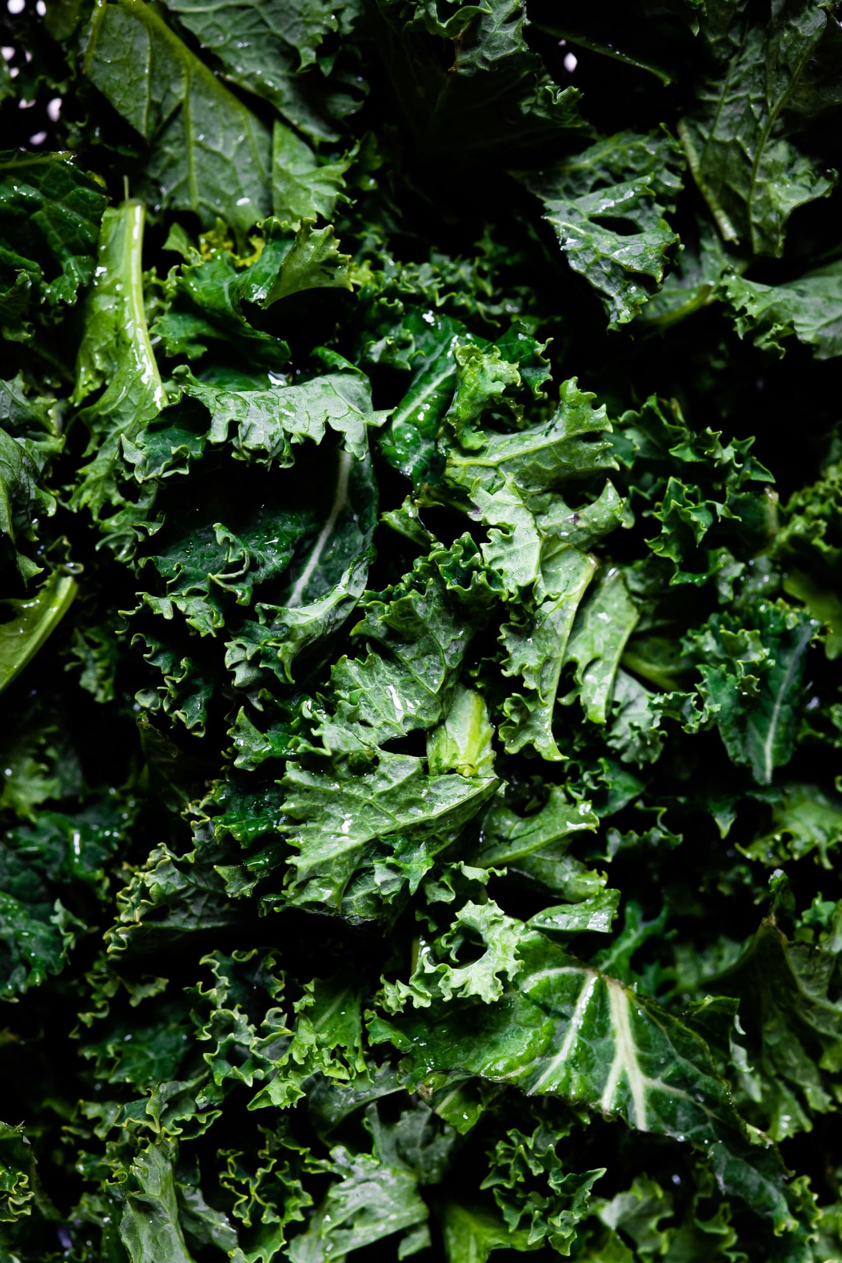 Lush kale leaves with dew in a garden