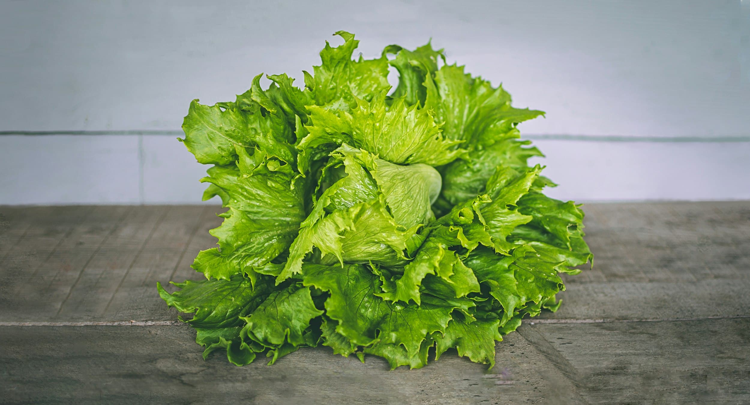 Rows of vibrant green lettuce growing in a raised bed