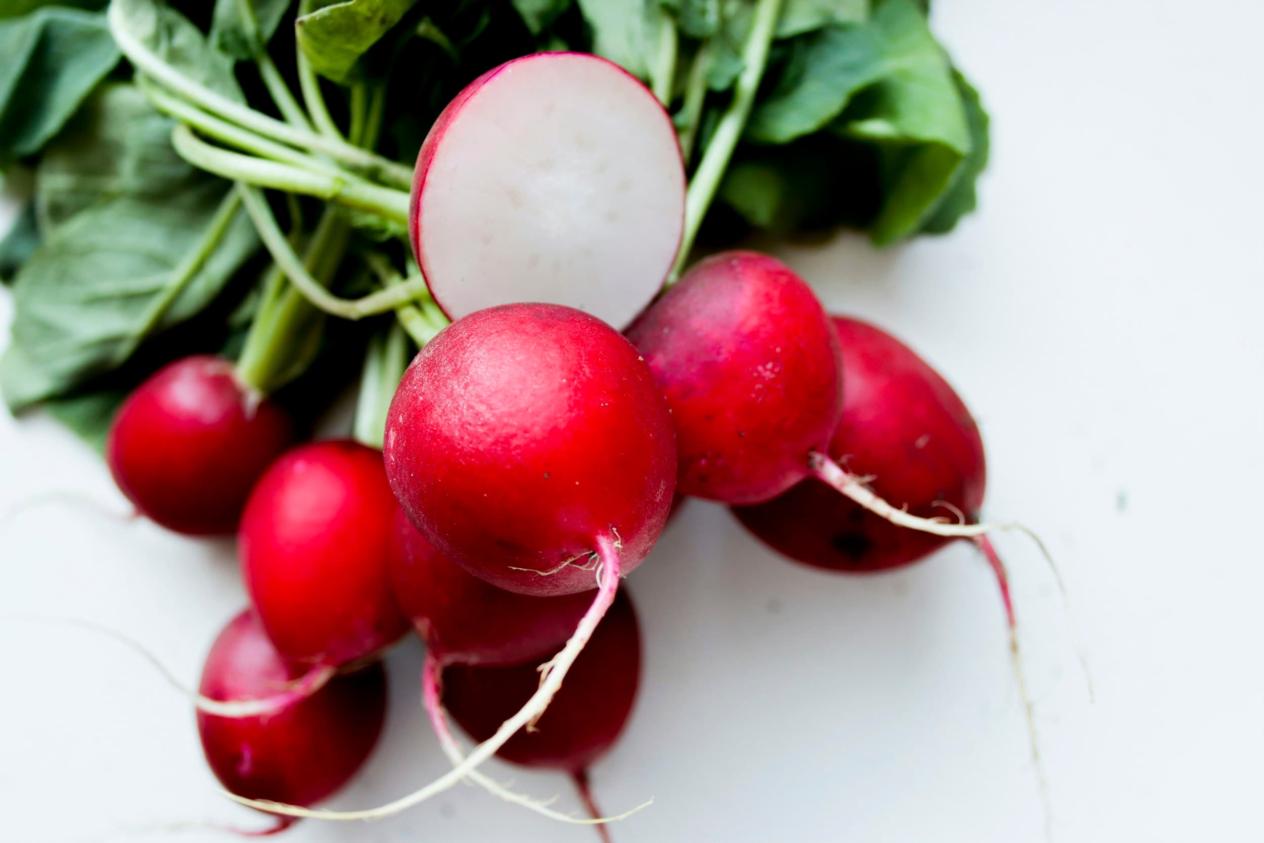 Hand holding freshly harvested red radishes with greens attached