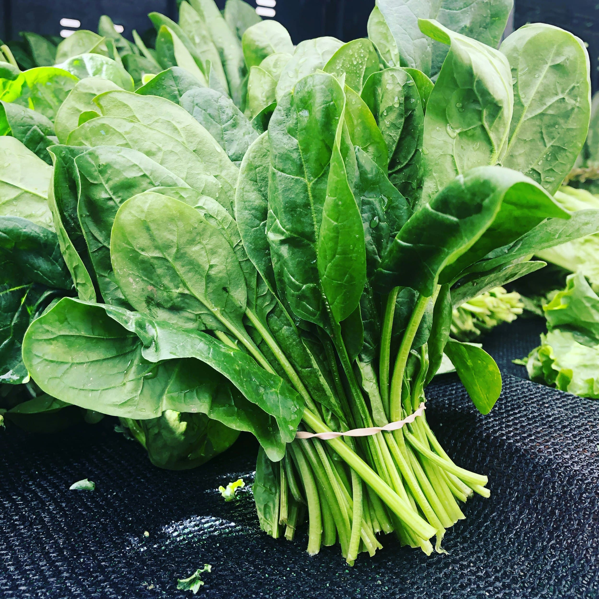 Close-up of fresh spinach leaves growing in a bed