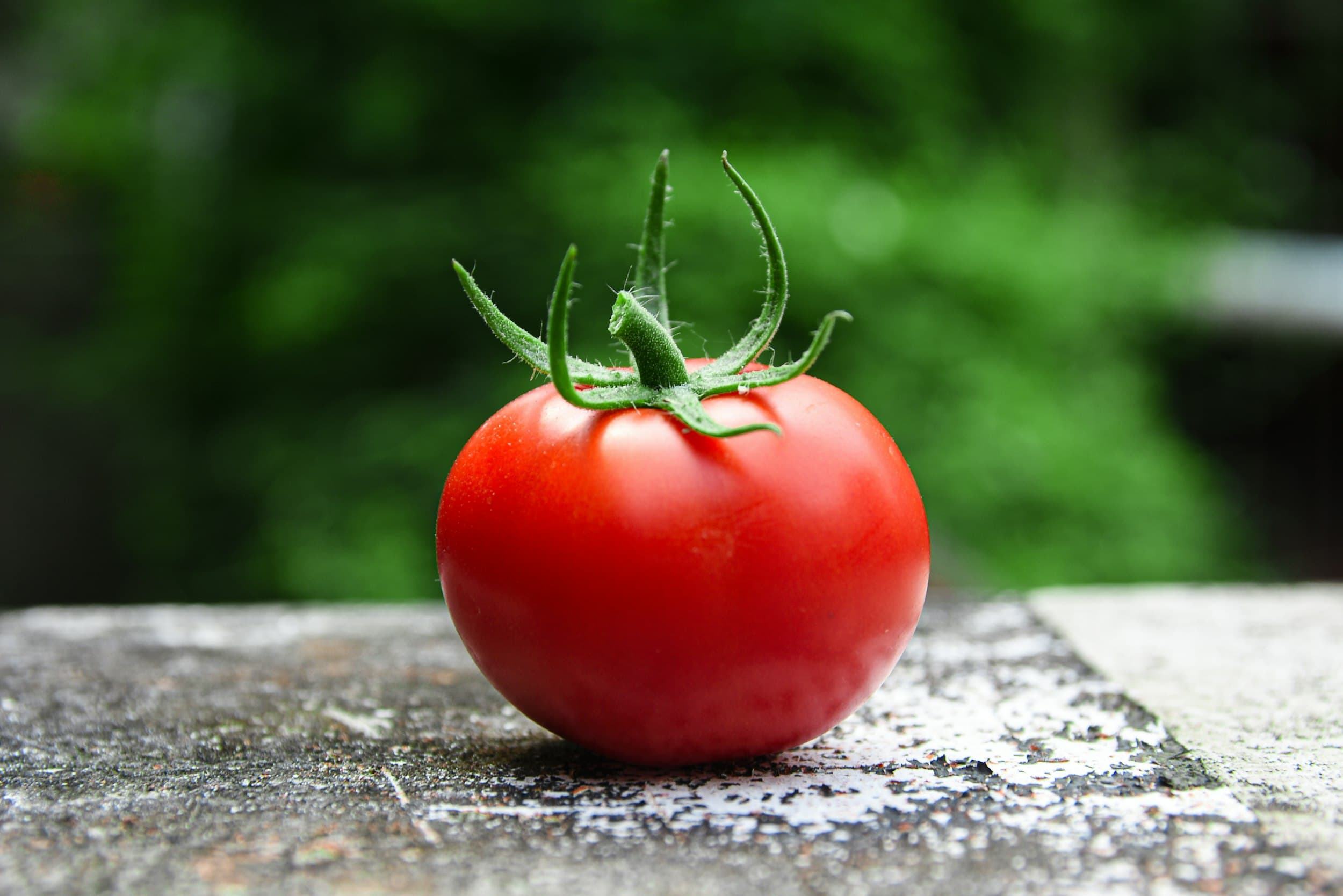 Cluster of ripe tomatoes ripening on the vine