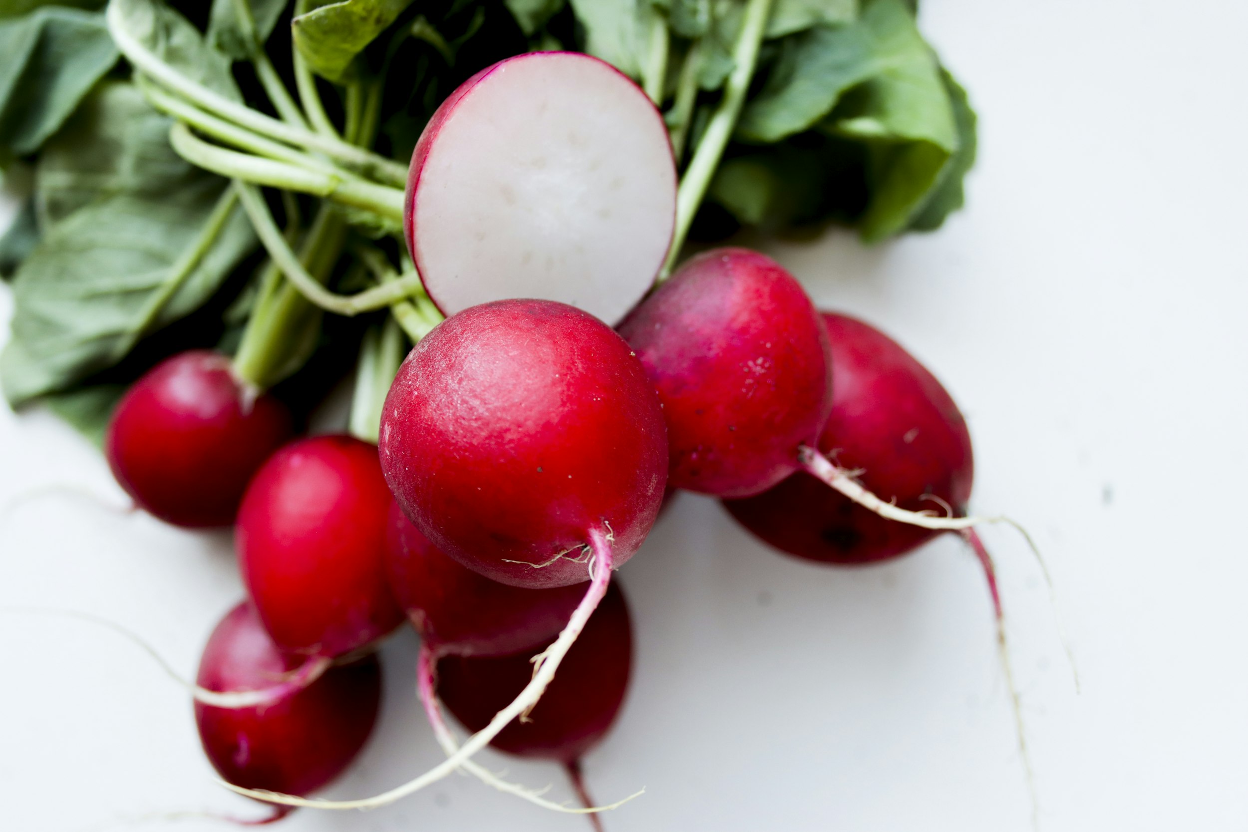 Hand holding freshly harvested red radishes with greens attached